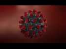 Coronavirus : l'immunité durerait au moins 8 mois selon une étude