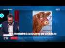 «Les 3 histoires de Charles Magnien » : La vache à 299 000 euros, un jeune découvre la pandémie après son coma, Daft Punk présent au Super Bowl - 05/02