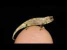 Sur le bout du doigt: le plus petit reptile au monde