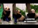 Ce bébé panda qui s'accroche à son soigneur va vous faire fondre