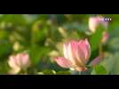 Les secrets du lotus, la fleur sacrée des Chinois