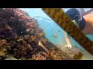 Face à face enchanté entre un plongeur et un poulpe dans les eaux du golfe de Saint-Tropez