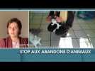 Stop aux abandons d'animaux