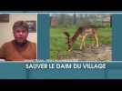 Sauvons le daim du village !