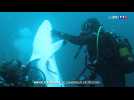 Ce Français dédie sa vie aux requins