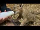 Un lionceau né par insémination artificielle au zoo de Singapour