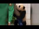 Un bébé panda très attaché à son soigneur en Corée du Sud