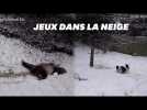 Ces pandas roulent sur la neige de Washington, et c'est adorable