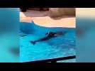 Parc Astérix. Le dauphin Femke euthanasié, la vidéo de la Fondation Bardot qui dénonçait son état de santé