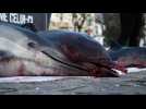 Quatre dauphins morts exposés par Sea Shepherd devant l'Assemblée