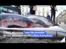Sea Shepherd expose quatre dauphins morts devant l'Assemblée nationale