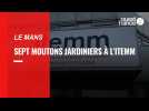 Sept moutons jardiniers s'installent à l'Itemm du Mans