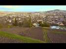 Reporter en Champagne : la taille