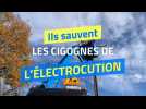 Ils sauvent les cigognes de l'électrocution