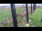 Plantation de houblon à Pihen-lès-Guînes (Calaisis)