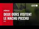 VIDÉO. Deux ours explorent le Machu Picchu déserté par les touristes