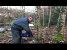 VIDÉO. Coupe de châtaigniers et de chênes dans le bois de La Caillère