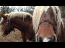 Crozet : le bruit des cloches des chevaux dérange !