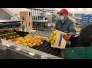 Brexit : l'exportation de fruits belges risque d'être fortement impactée
