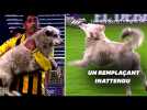 En Bolivie, ce chien s'invite en plein match de football