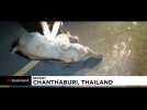 Un bébé éléphant sauvé par un massage cardiaque en Thaïlande