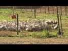 France : les abattages massifs de canards s'accélèrent pour contrer la grippe aviaire