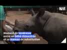 En Afrique du Sud, un orphelinat pour requinquer les bébés rhinocéros