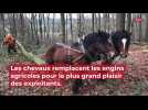 Beauvais: les chevaux remplacent les engins agricoles