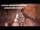 En Argentine, le squelette d'un immense dinosaure découvert