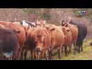 Initiative citoyenne achat de ferme