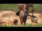 À la découverte des éléphants du désert de Namibie