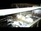 Des cadavres de cochons abandonnés : L214 dénonce un élevage breton dans une vidéo «insoutenable»