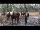 Débardage avec des chevaux de trait à l'étang de la Conge à Etampes-sur-Marne