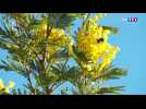 La floraison du mimosa, un spectacle magnifique sur la Côte d'Azur