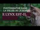 Photographié dans la vallée de la Semois, le lynx serait-il de retour dans la région ?