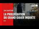 En Sarthe, la prolifération du grand gibier inquiète