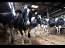 Tuberculose bovine : Lactalis laisse les éleveurs sur le carreau