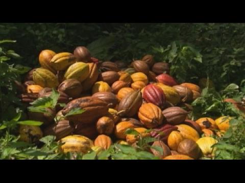 The organic cocoa of Sao Tomé