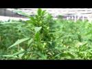 Herbalism: medical marijuana minus the high