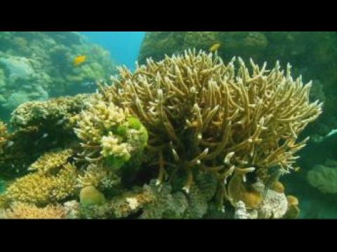 Australia: Coal vs coral