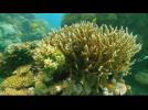 Australia: Coal vs coral - Label : France 24 FR - Category : News