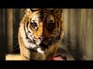 Life of Pi - 'The Tiger' Clip - In Cinemas 20th December
