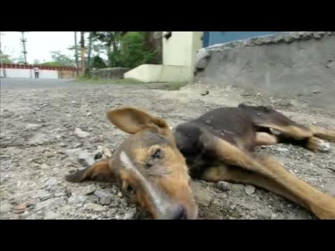 Animal sanctuary rescues ill dog from Indian streets, heals her