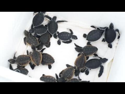Baby sea turtles released back into water off Florida coast