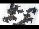 Baby sea turtles released back into water off Florida coast