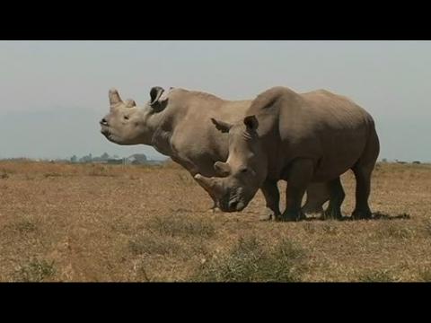 Kenya conservancy hopes IVF can save white rhino