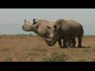Kenya conservancy hopes IVF can save white rhino