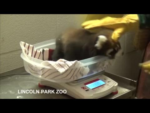 Lincoln Zoo's first baby red panda's get their second check up