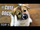 CUTE DOGS: Top 5 Commercials Compilation