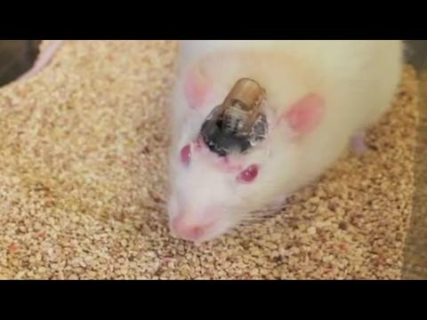 Scientists control mouse brain by remote control